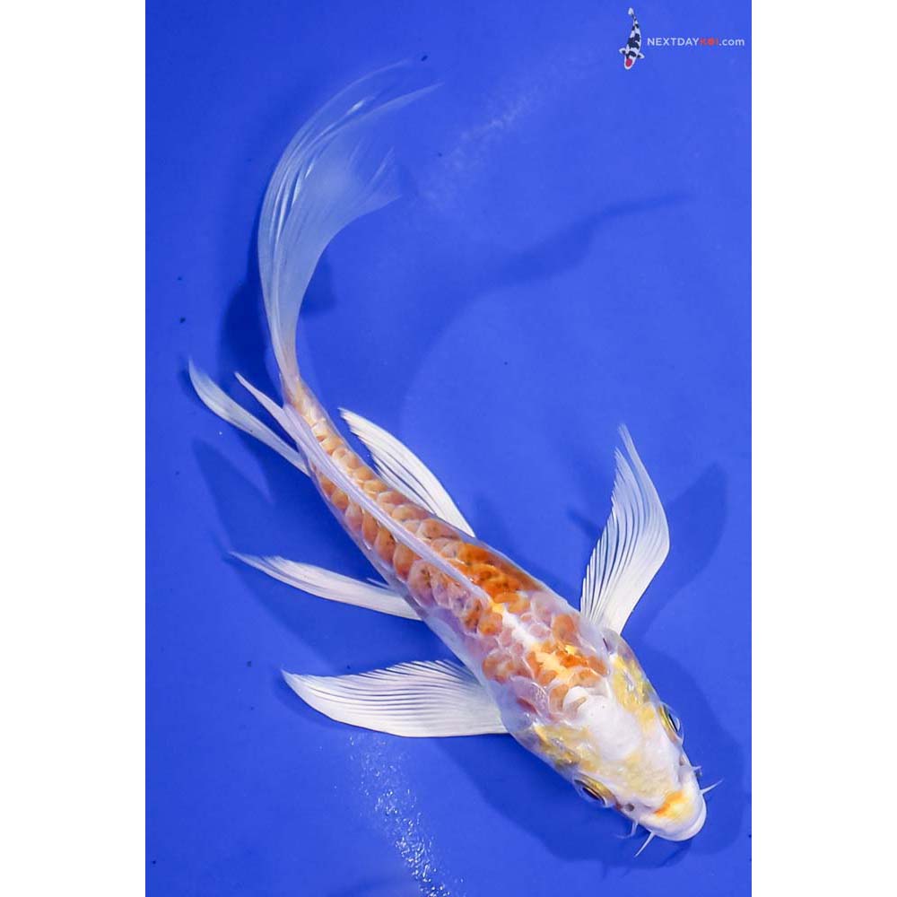 6” Imported Doitsu Lemon Hariwake Butterfly Koi