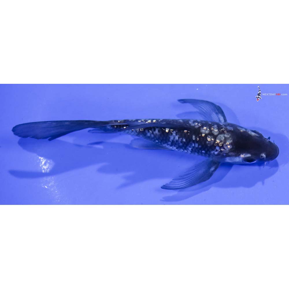 5” Imported Gin Rin Shiro Utsuri Butterfly Koi