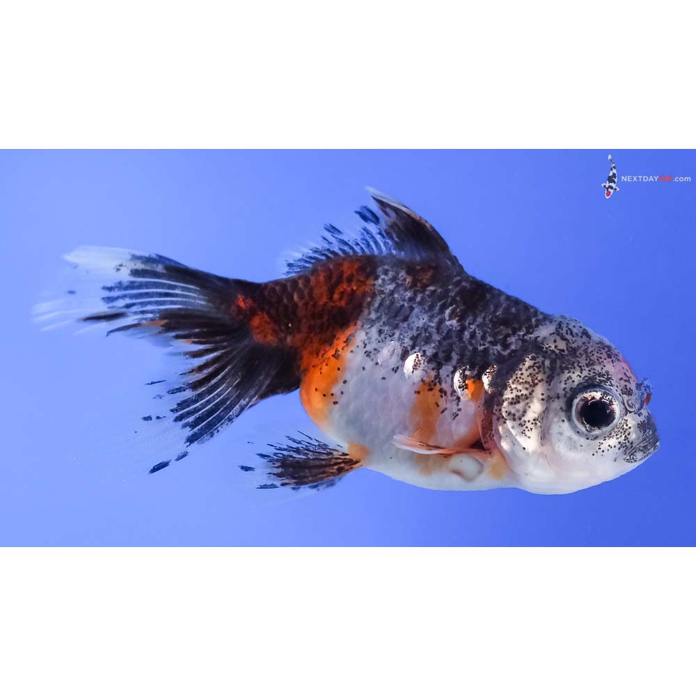 3.5” Imported Calico Oranda
