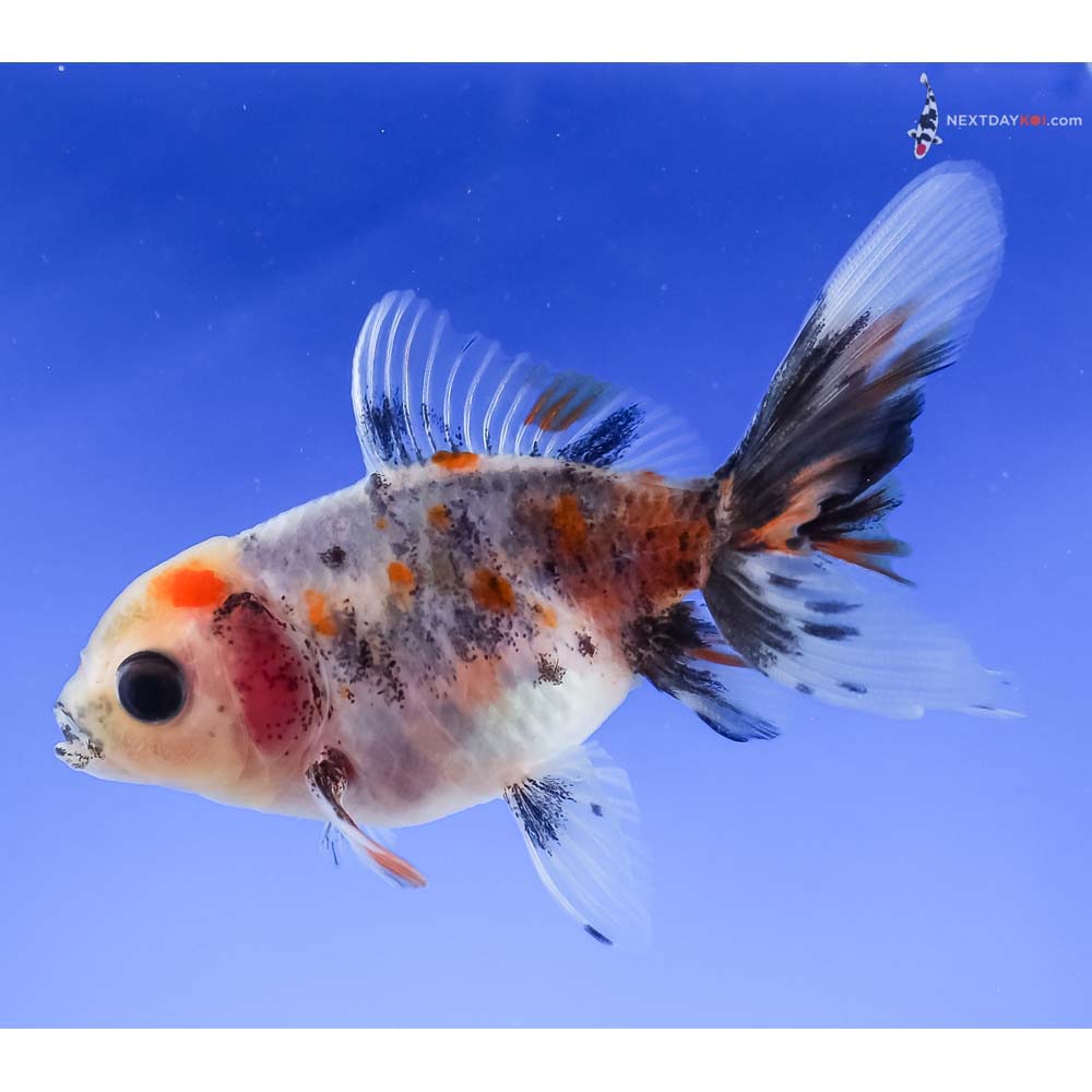 3.5” Imported Calico Oranda