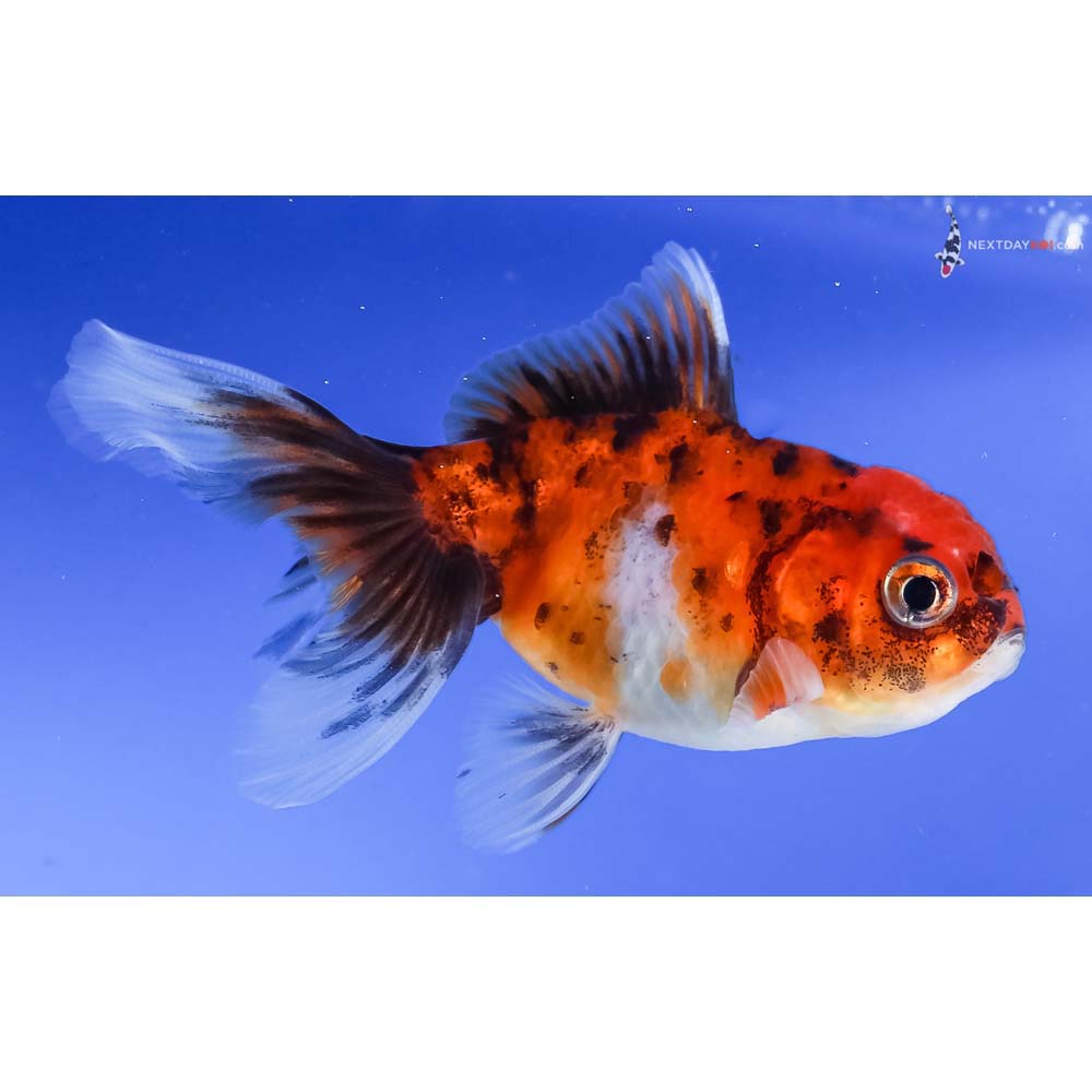 3.5” Imported Calico Oranda