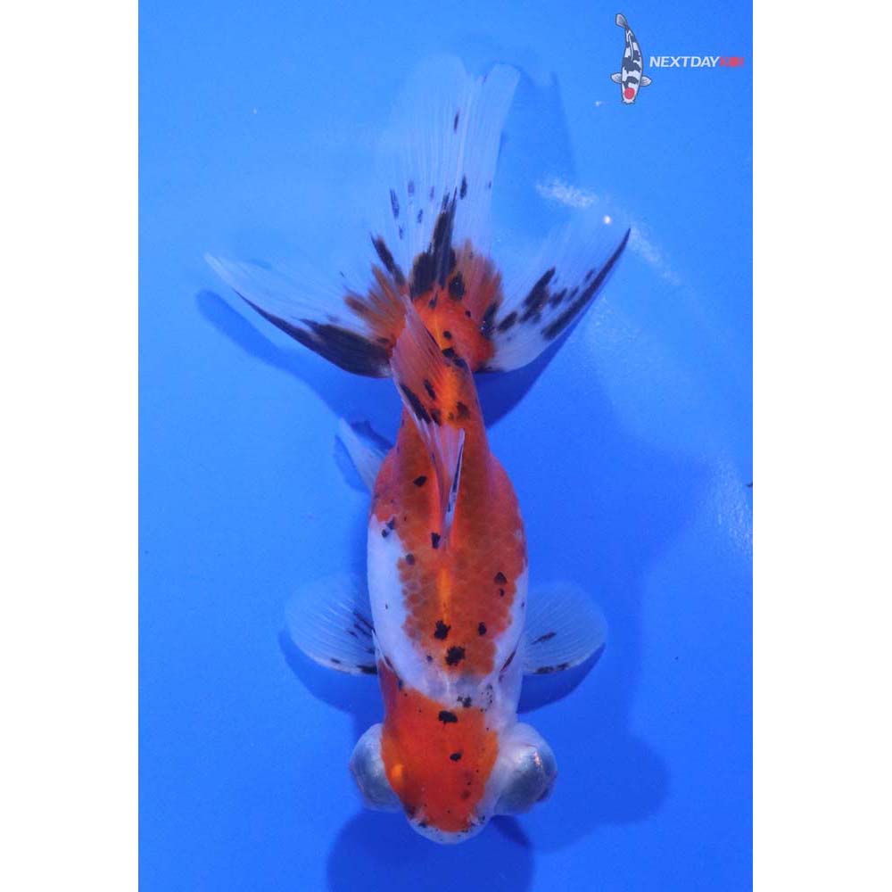 4.5” Imported Male Calico Butterfly Tail