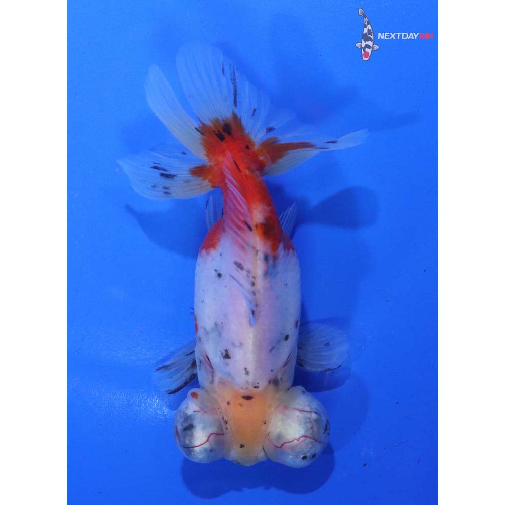 4” Imported Male Calico Butterfly Tail