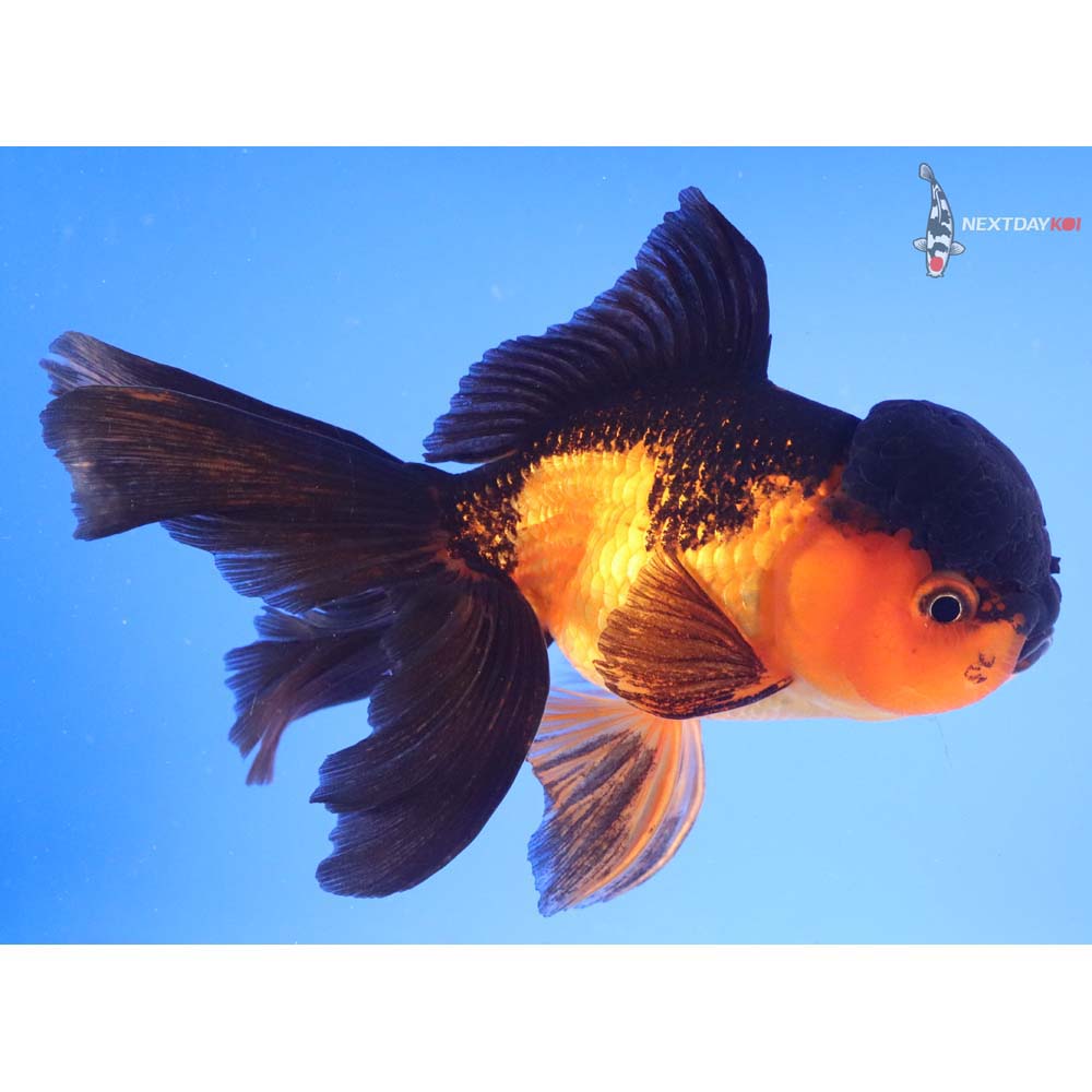 7” Imported Red and Black Oranda
