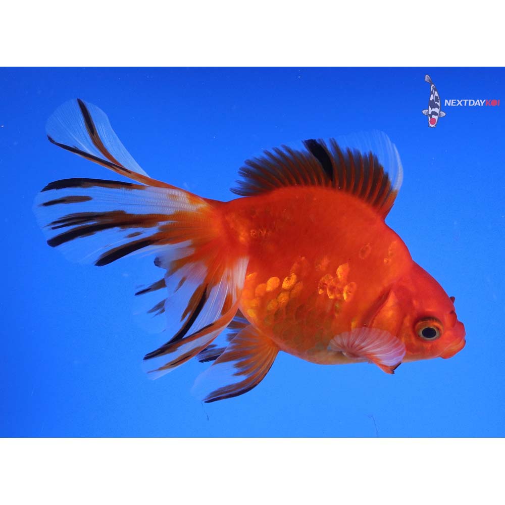 5.5” Imported Calico Ryukin