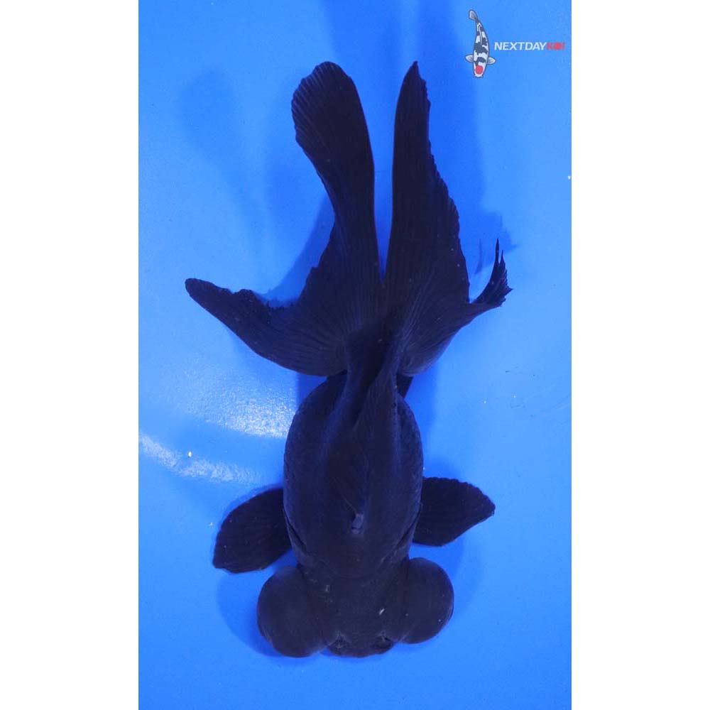 5.5” Imported Black Telescope Fantail