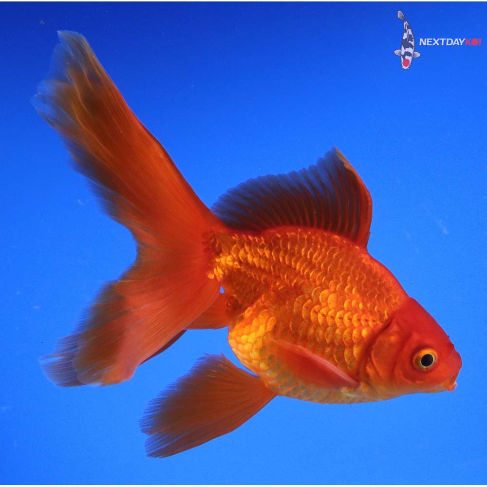 6.5” Imported Red Ryukin