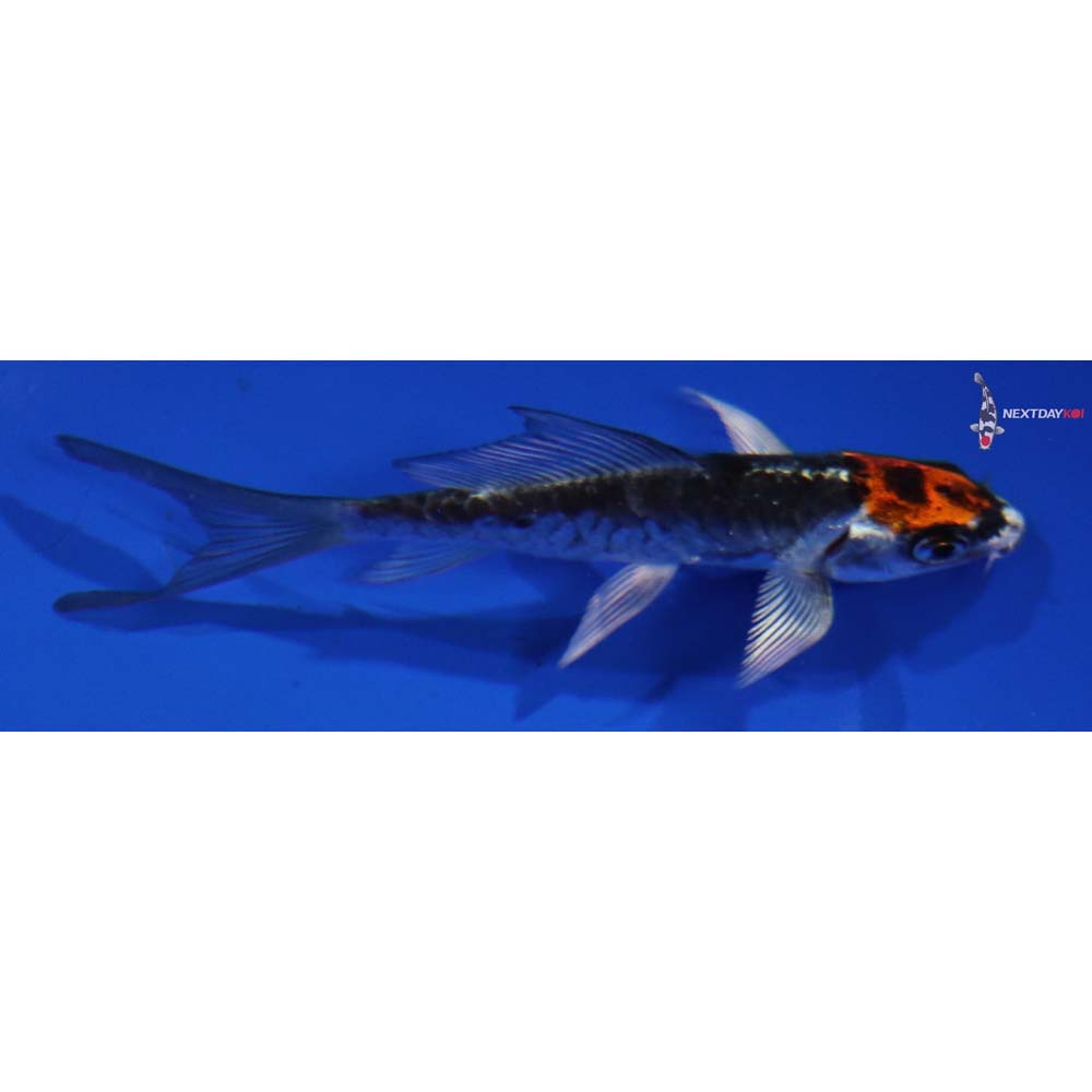 3.5” Imported Kin Kikokuryu Butterfly Koi