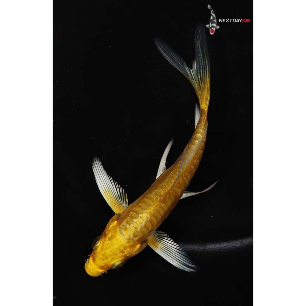 3.5” Imported Doitsu Yamabuki Ogon Butterfly Koi