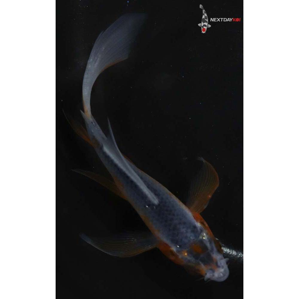 3.5” Imported Asagi Butterfly Koi