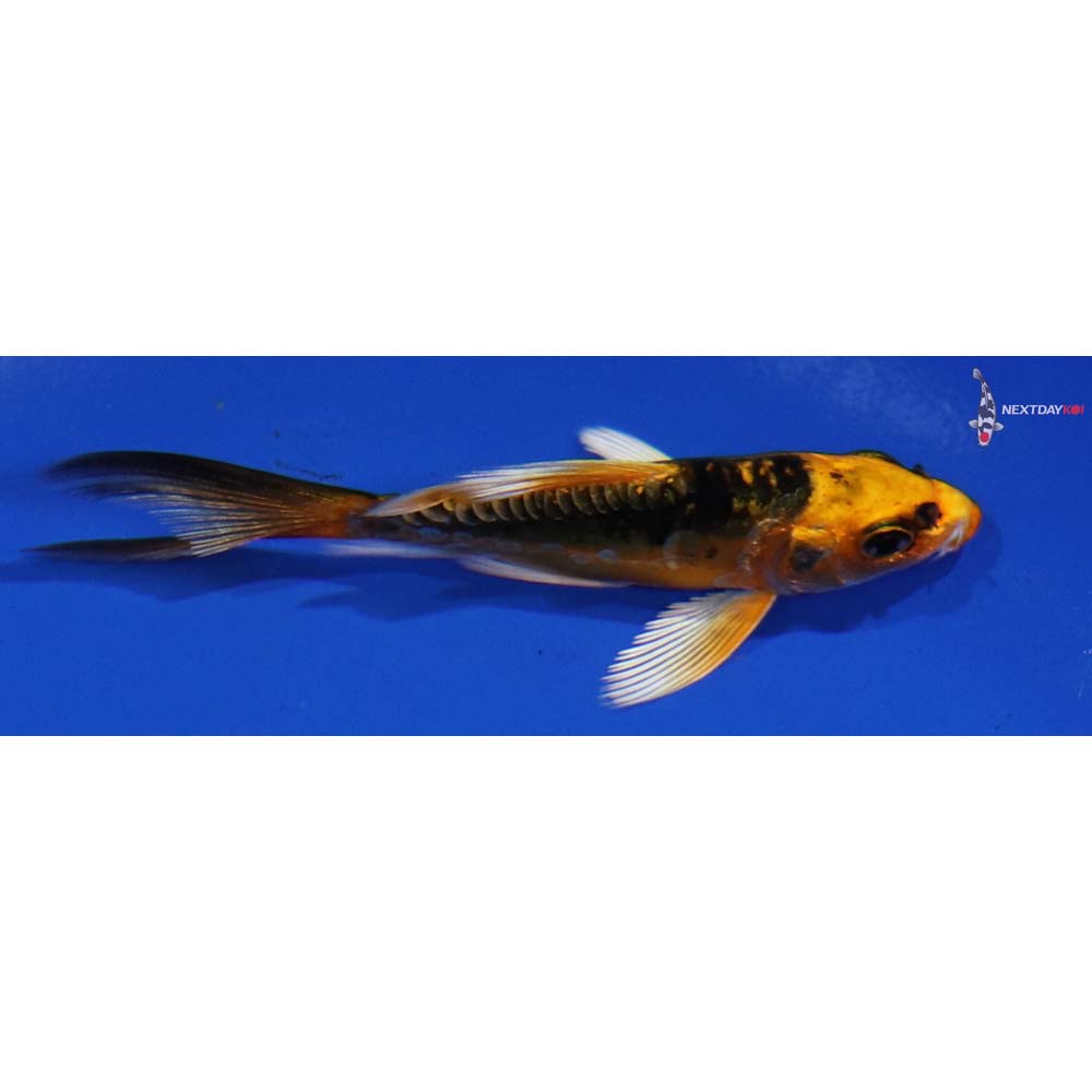 3.5” Imported Kin Kikokuryu Butterfly Koi