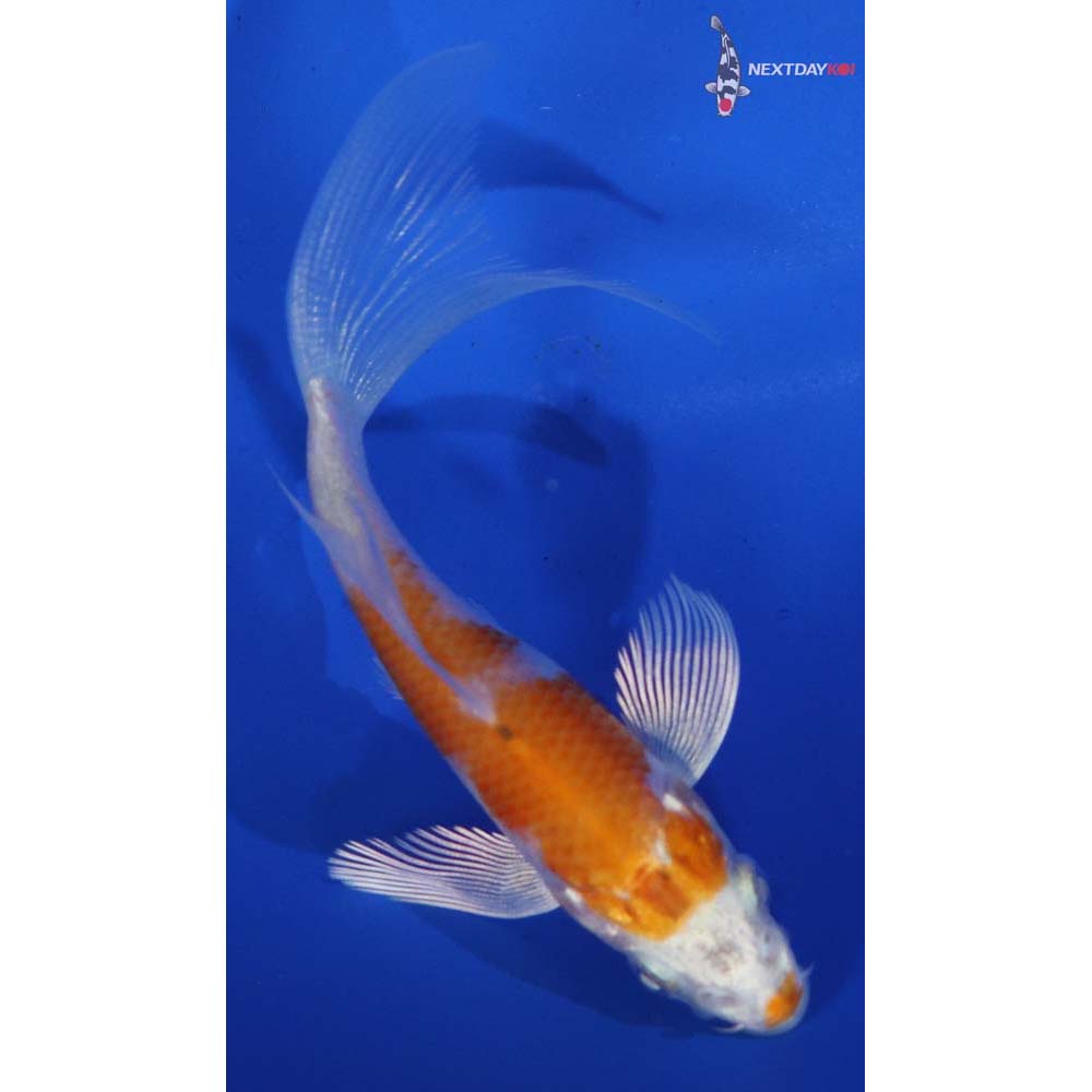 3.5” Imported Hariwake Butterfly Koi