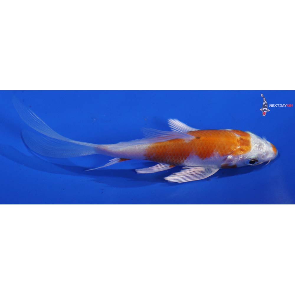 3.5” Imported Hariwake Butterfly Koi