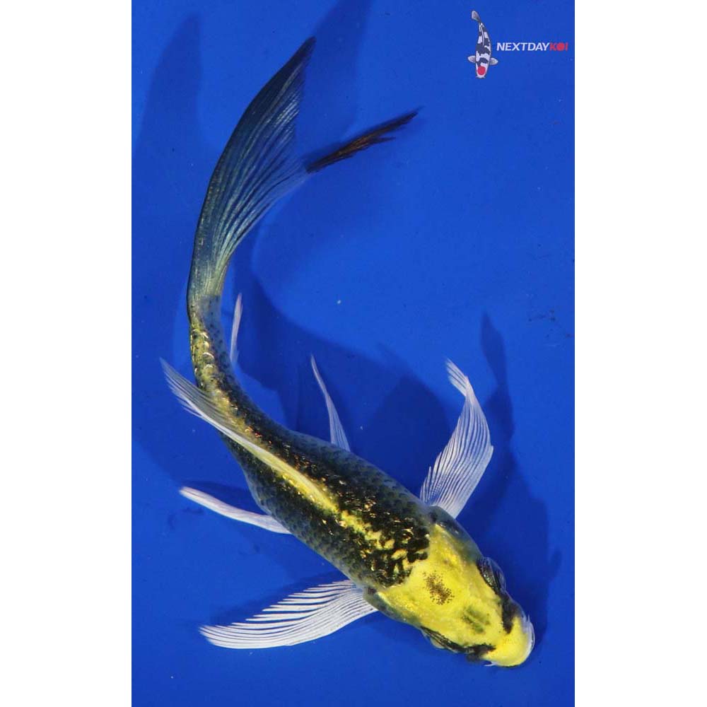 4” Imported Ki Matsuba Butterfly Koi