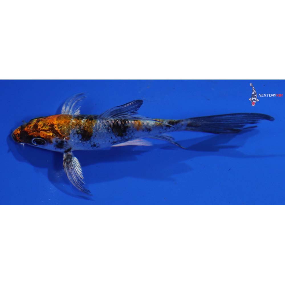 4” Imported Yamato Nishiki Butterfly Koi