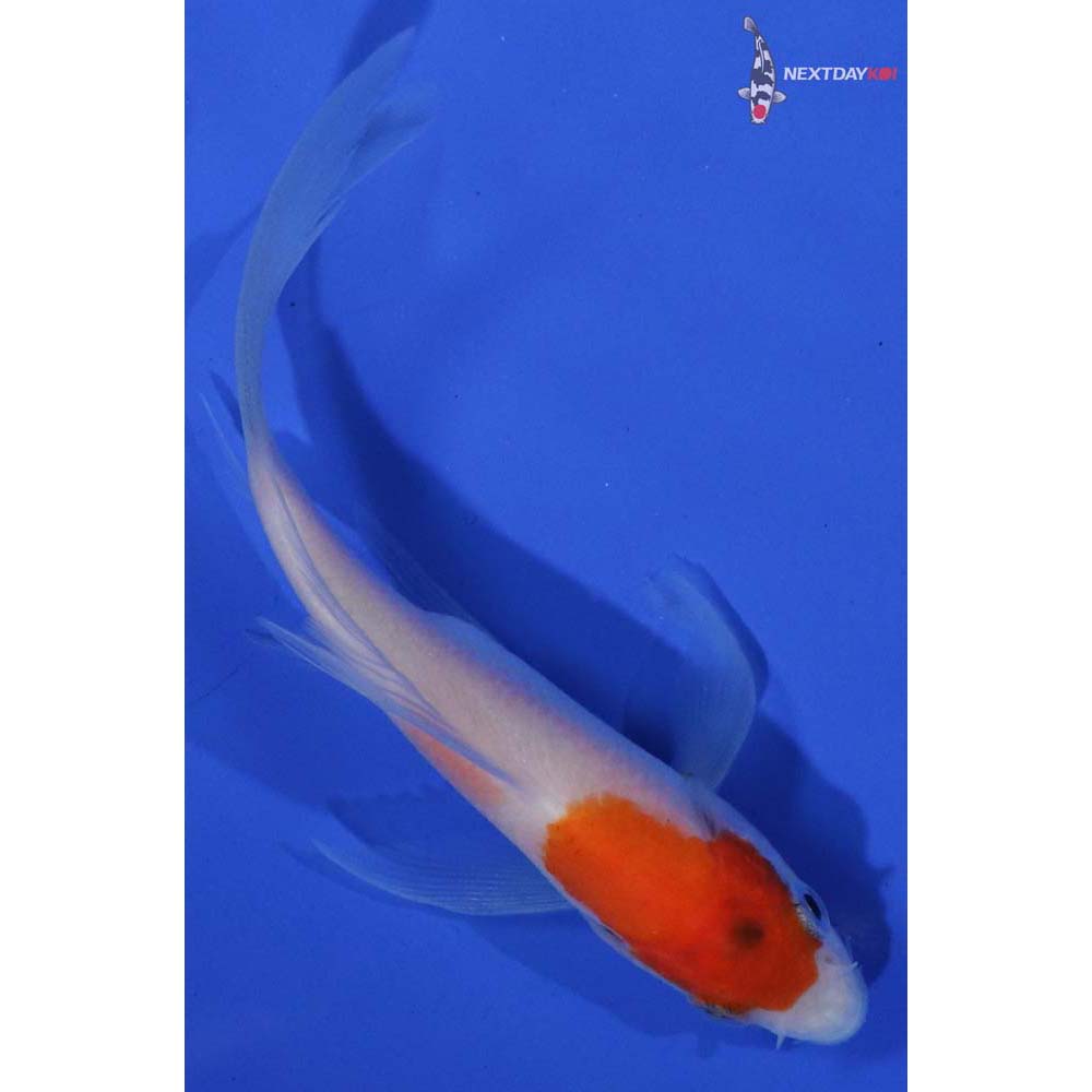 3.5” Imported Kohaku Butterfly Koi