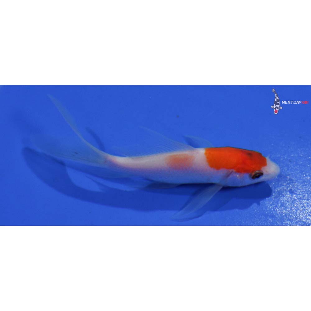 3.5” Imported Kohaku Butterfly Koi