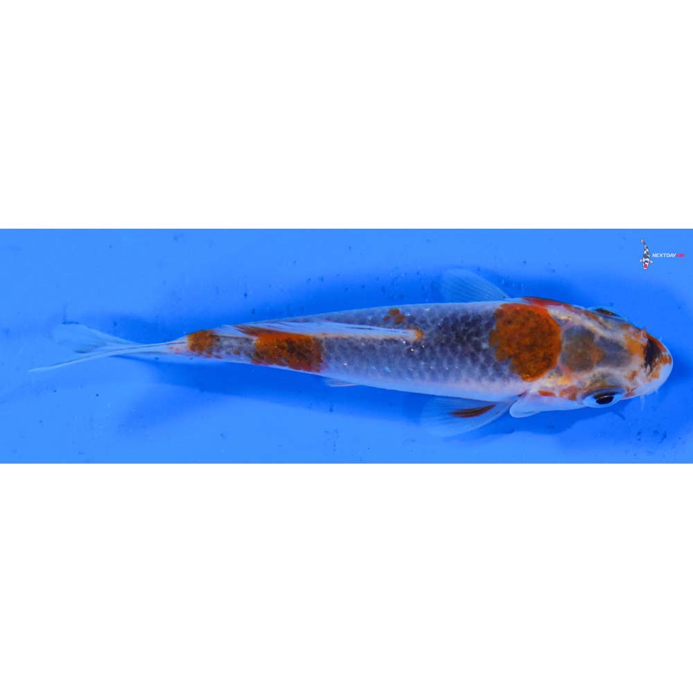 3” Imported Goshiki