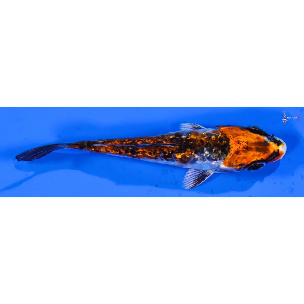 3” Imported Gin Rin Armor Scaled Kujaku