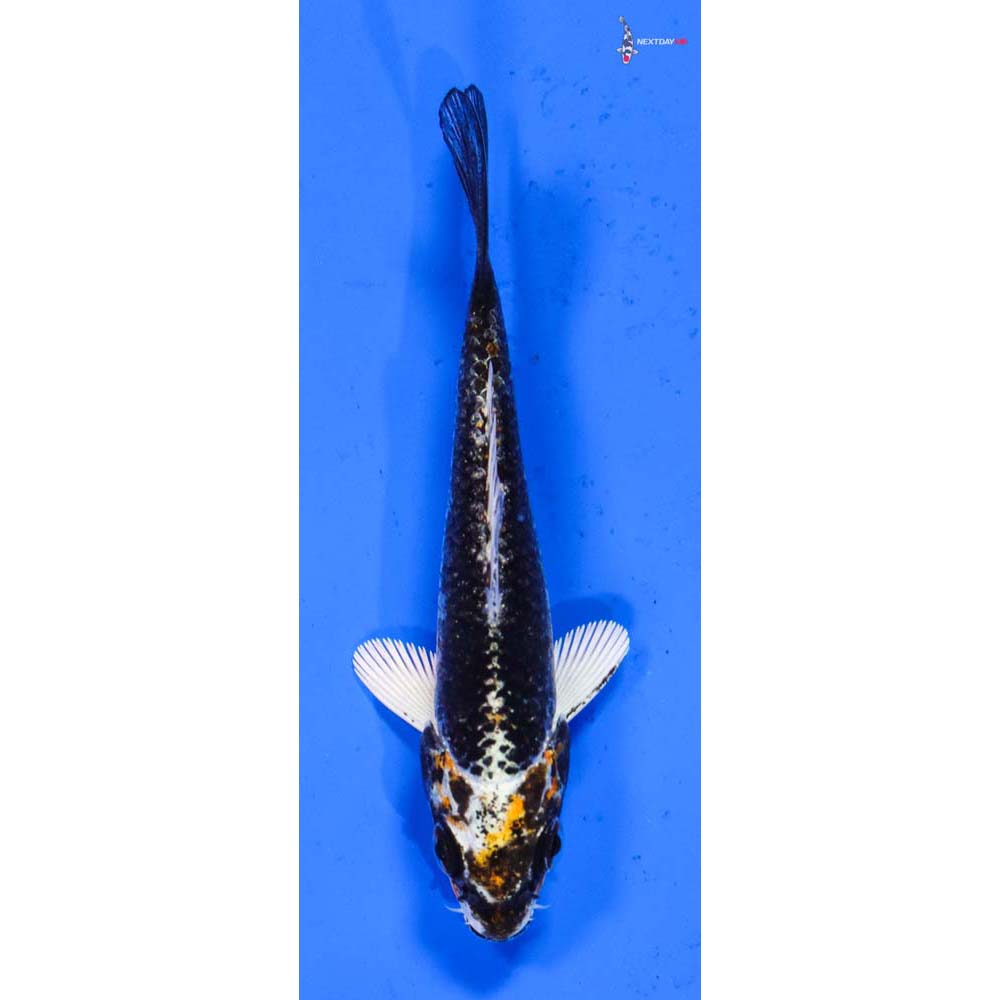 3” Imported Kujaku