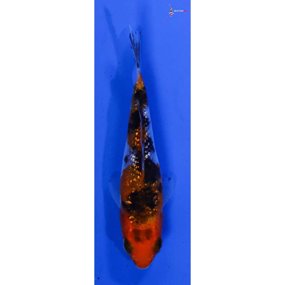 3” Imported Gin Rin Sanke