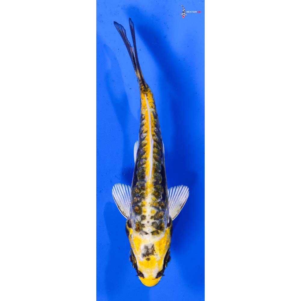 3” Imported Gin Rin Kin Kikokuryu