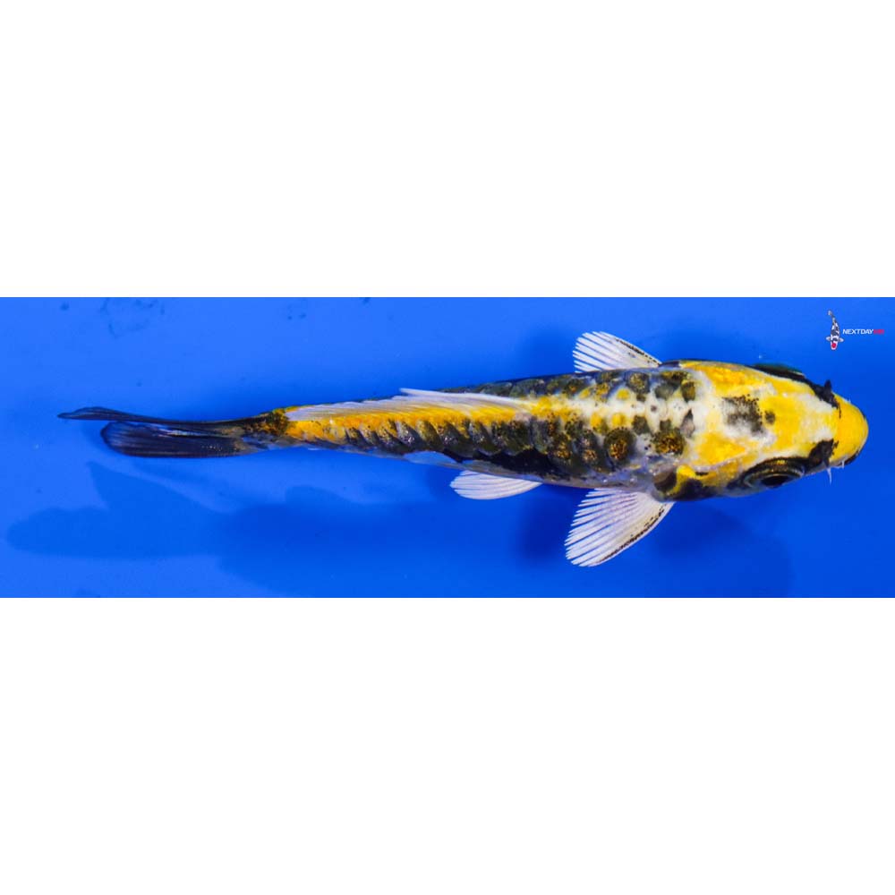 3” Imported Gin Rin Kin Kikokuryu