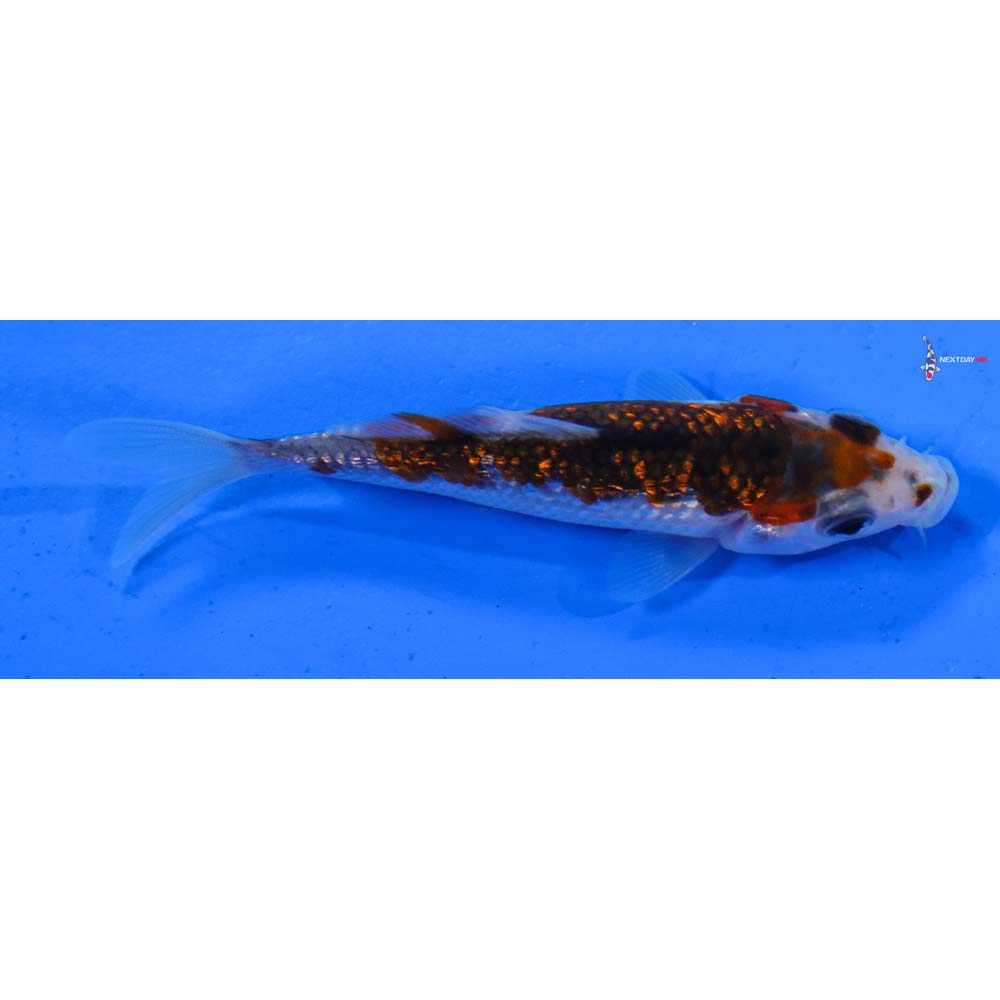 3” Imported Gin Rin Goromo