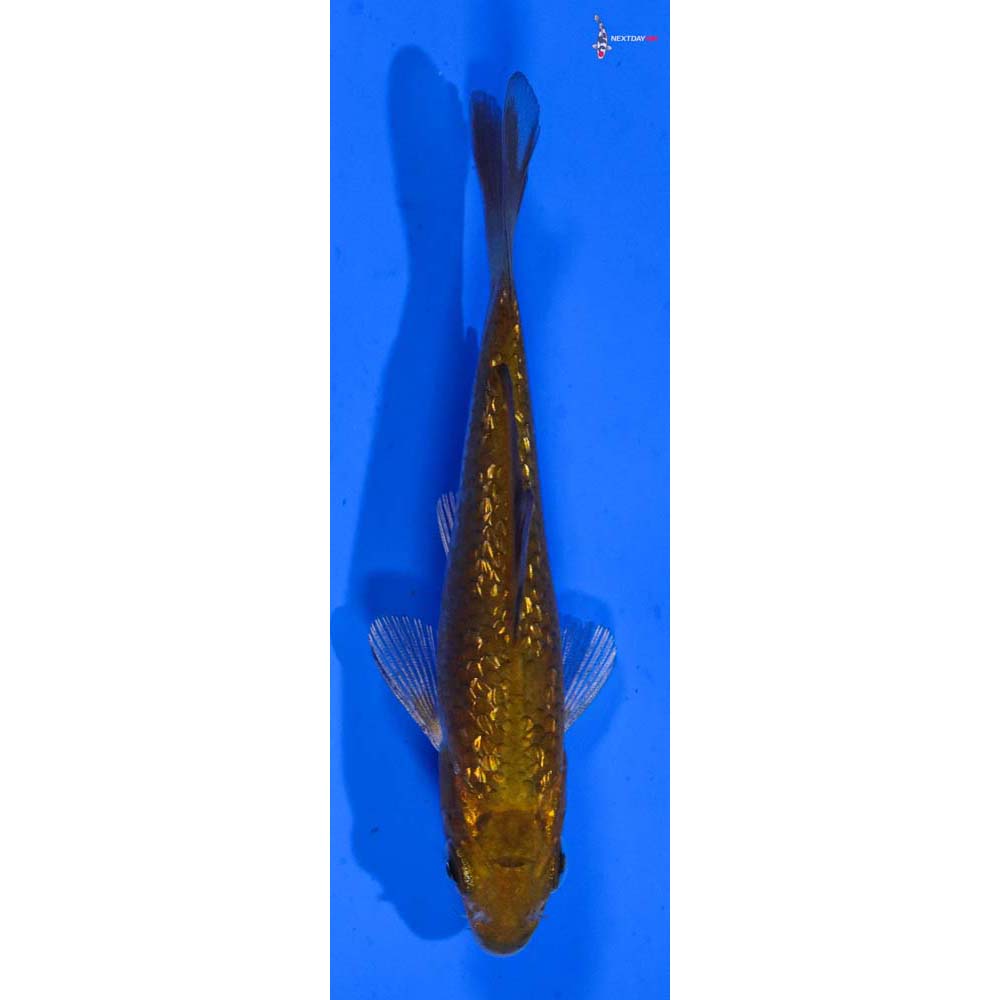 3” Imported Gin Rin Chagoi