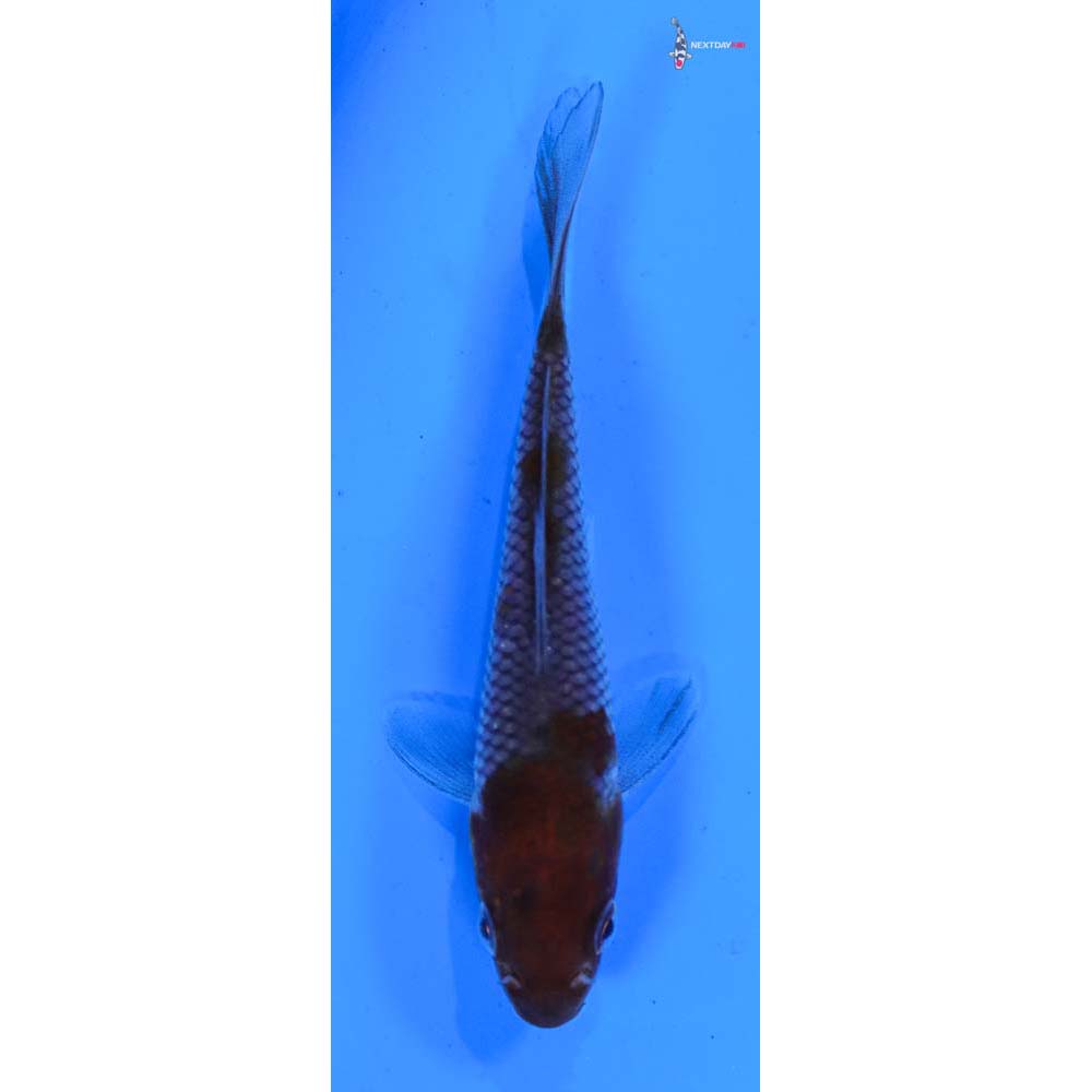 3” Imported Ochiba Shigure