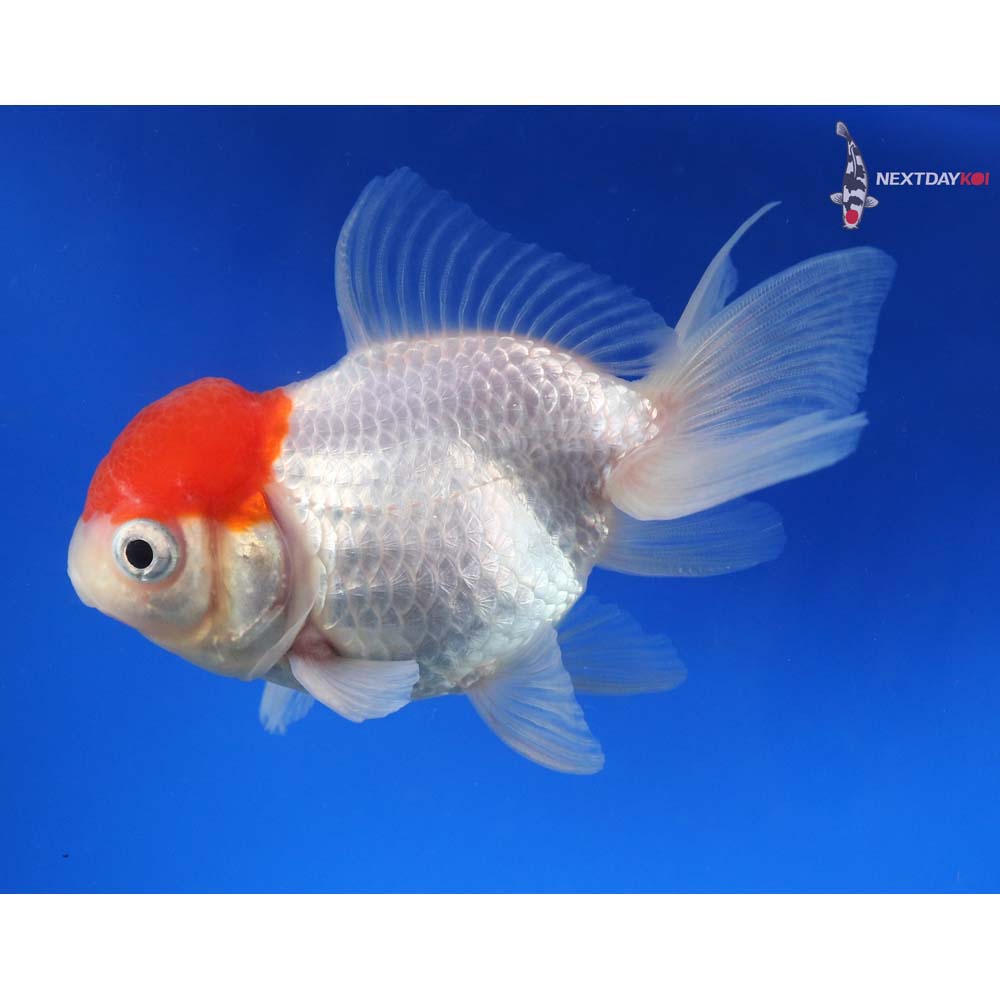 3.5” Imported Male Redcap Oranda