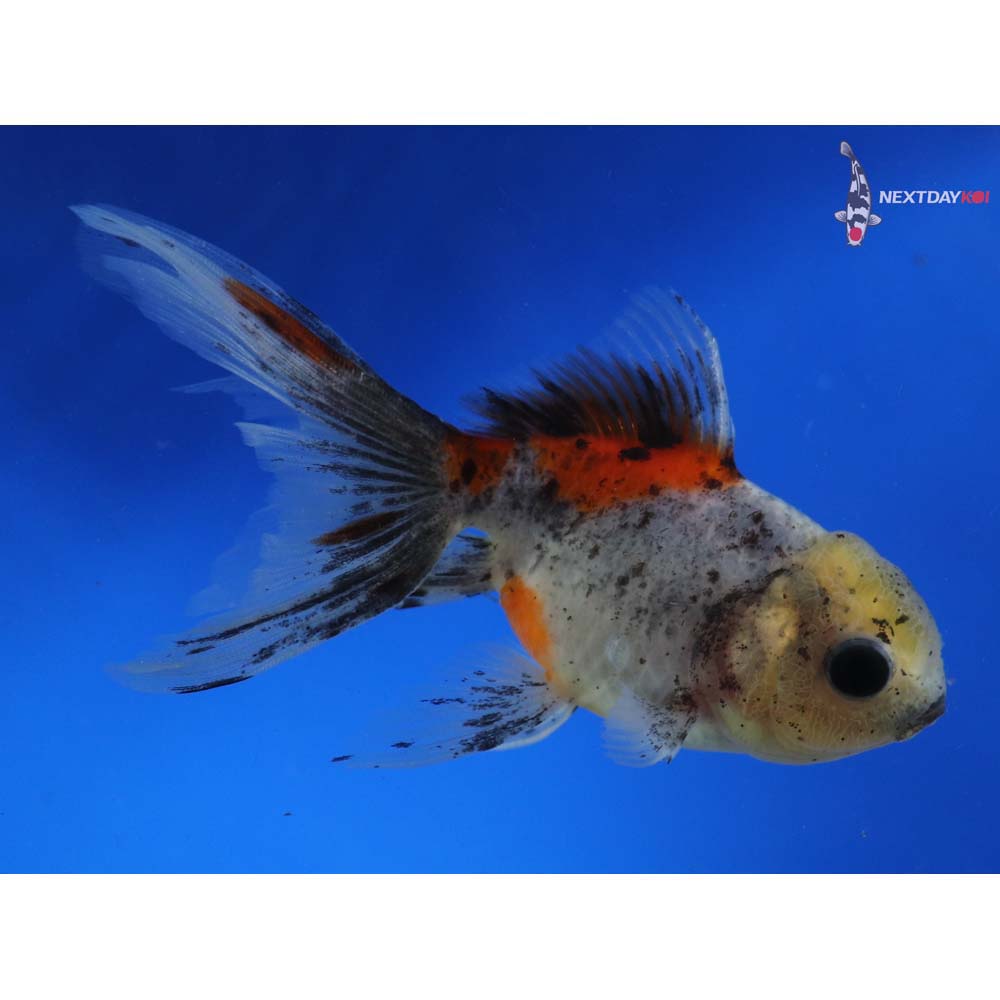 4.5” Imported Calico Oranda