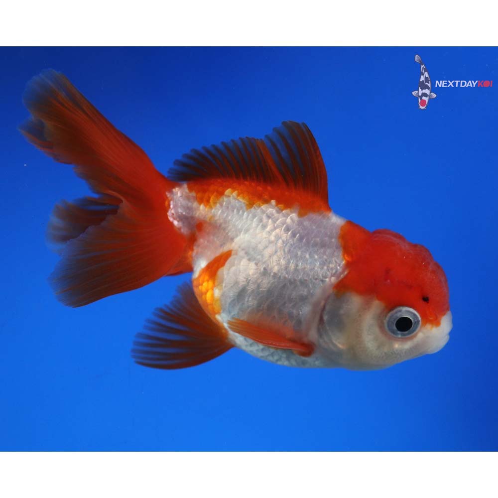 3.5” Imported Male Red and White Oranda