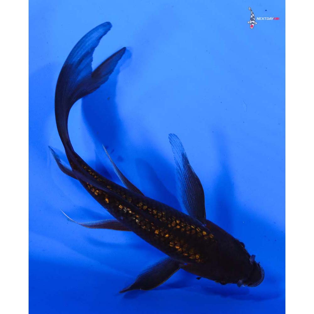 6” Imported Gin Rin Chagoi Butterfly Koi