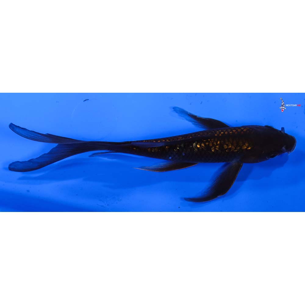 6” Imported Gin Rin Chagoi Butterfly Koi