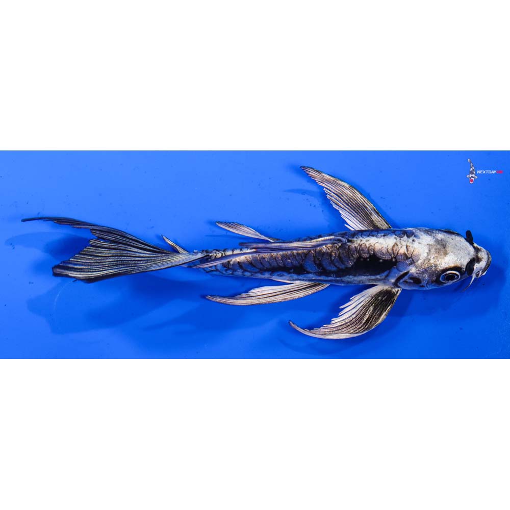 6” Imported Kikokuryu Butterfly Koi