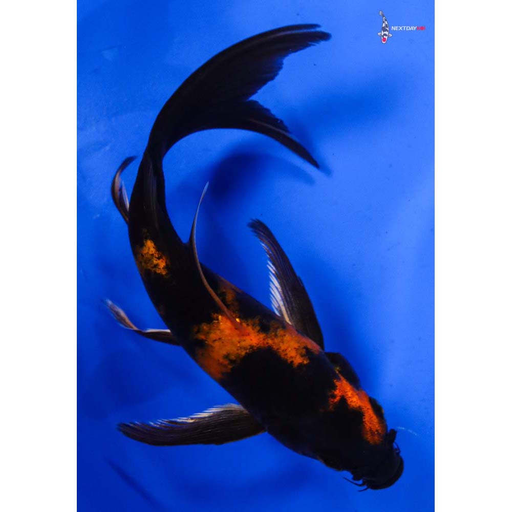 6” Imported Kin Hi Utsuri Butterfly Koi