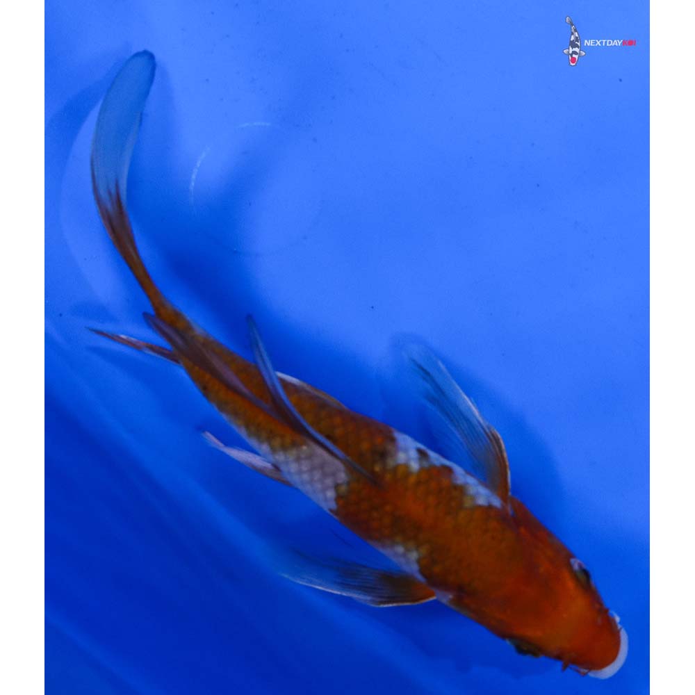 6” Imported Ochiba Shigure Butterfly Koi