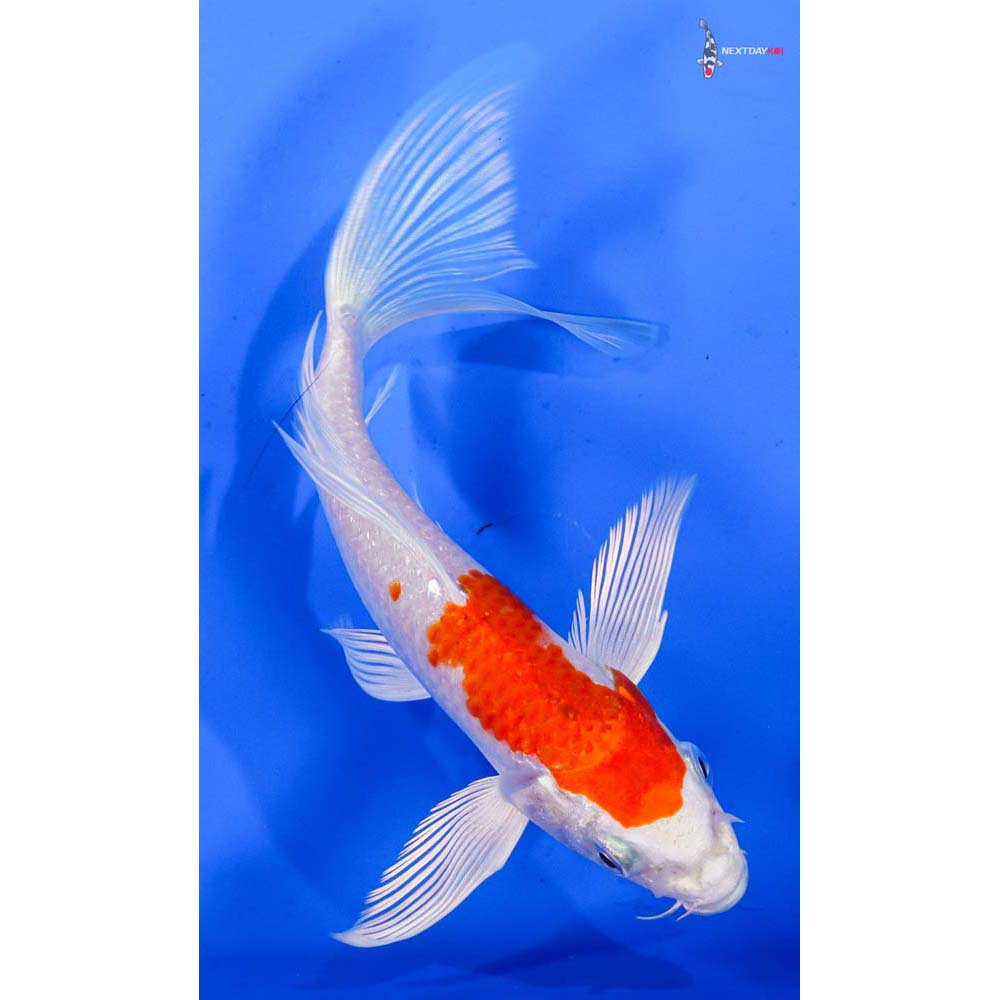 6” Imported Hariwake Butterfly Koi