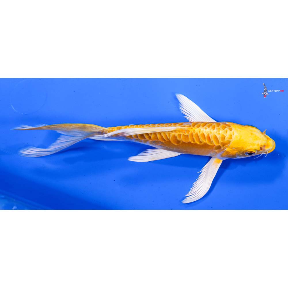 6.5” Imported Doitsu Yamabuki Ogon Butterfly Koi