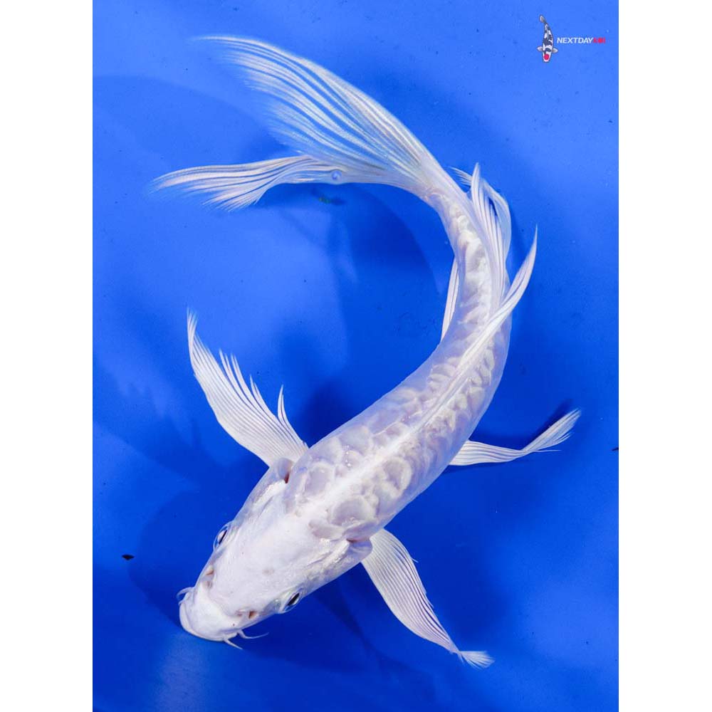 7” Imported Doitsu Platinum Ogon Butterfly Koi