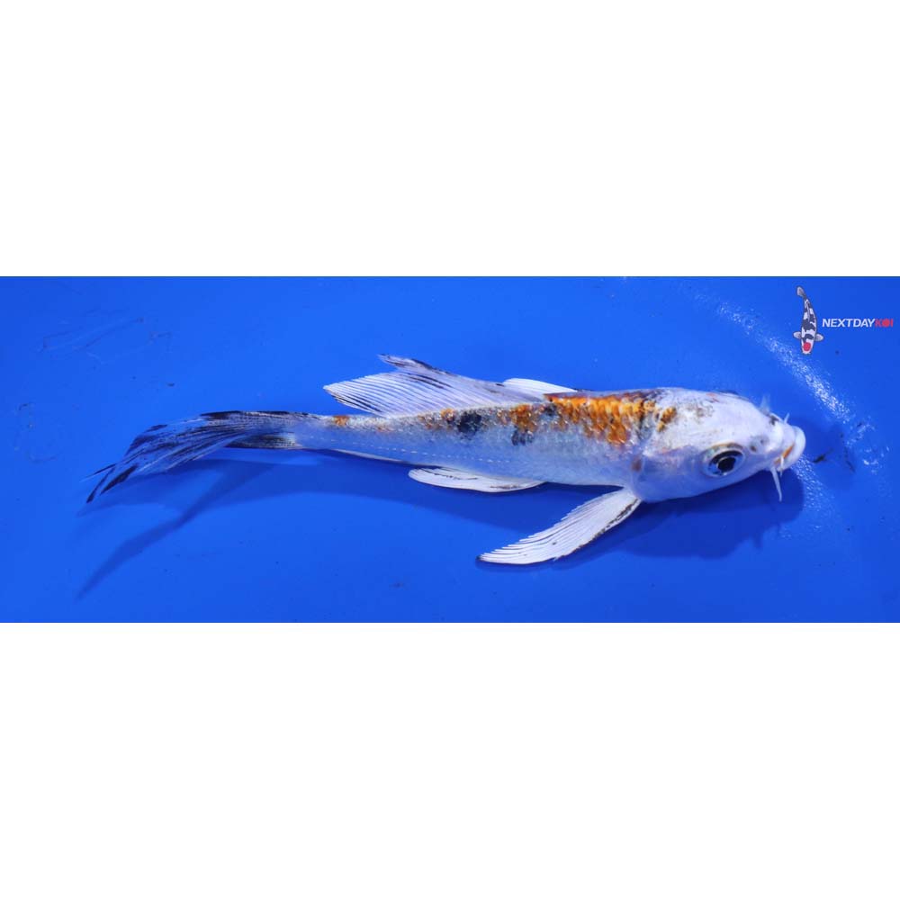 4.5” Imported Yamato Nishiki Butterfly Koi