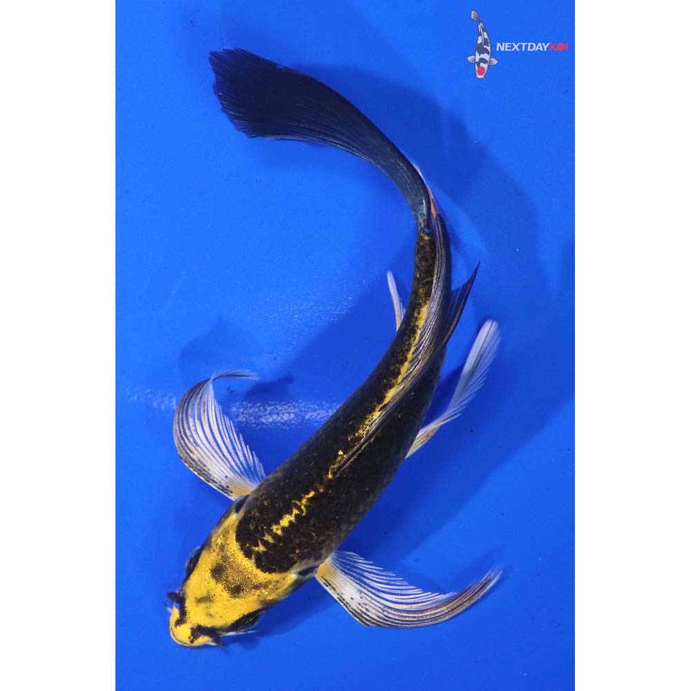 4.5” Imported Ki Matsuba Butterfly Koi