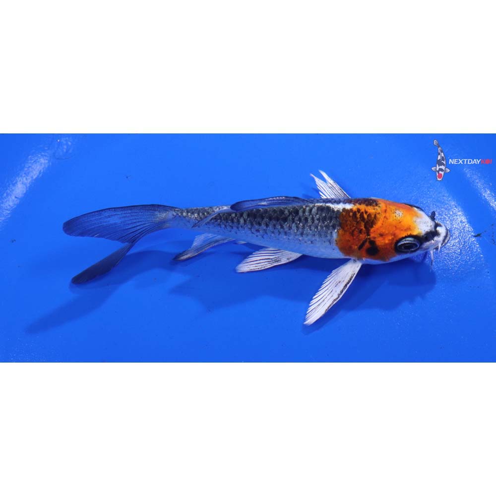 4.5” Imported Kujaku Butterfly Koi