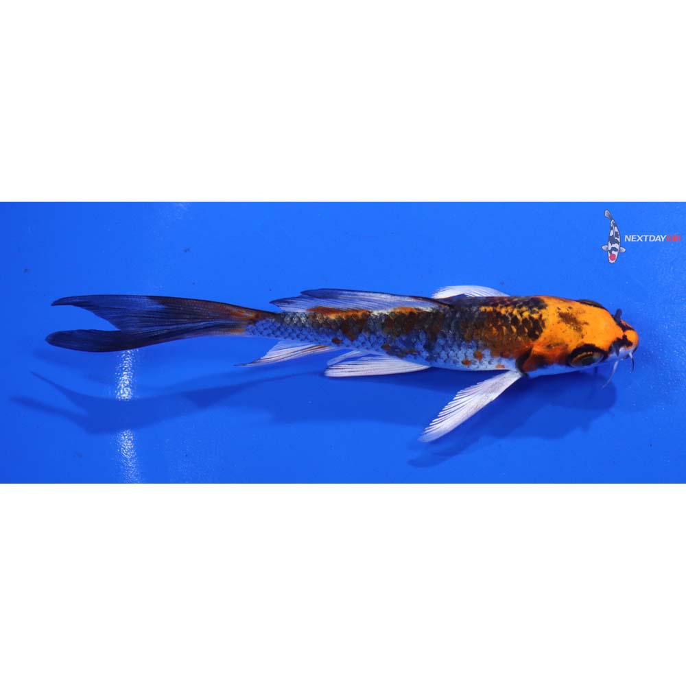 4.5” Imported Kujaku Butterfly Koi