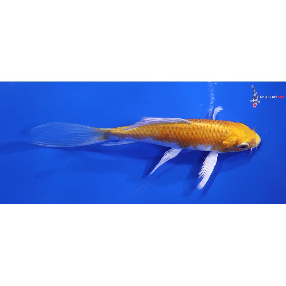 4.5” Imported Lemon Hariwake Butterfly Koi