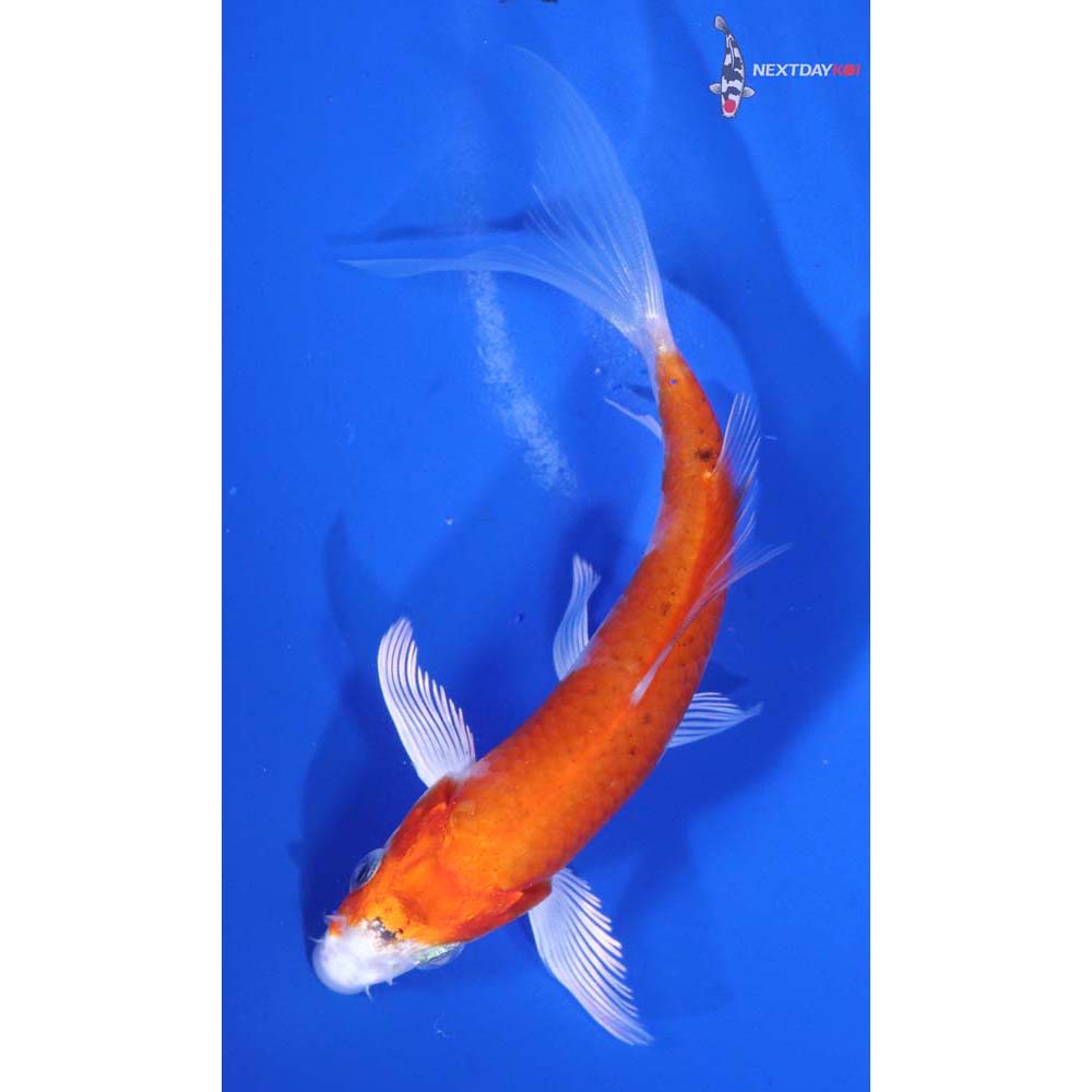 5” Imported Yamato Nishiki Butterfly Koi