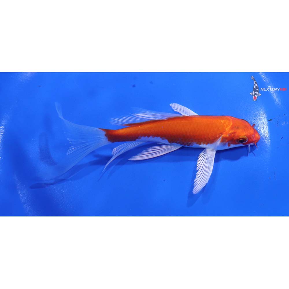 5” Imported Hariwake Butterfly Koi