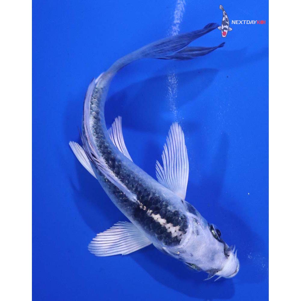 4.5” Imported Gin Matsuba Butterfly Koi