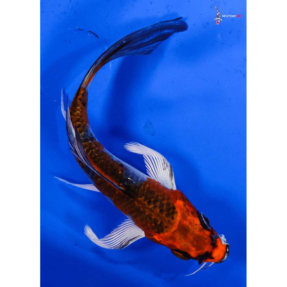 4.5” Imported Kujaku Butterfly Koi